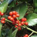 Ilex aquifolium 'Foxii' fruit